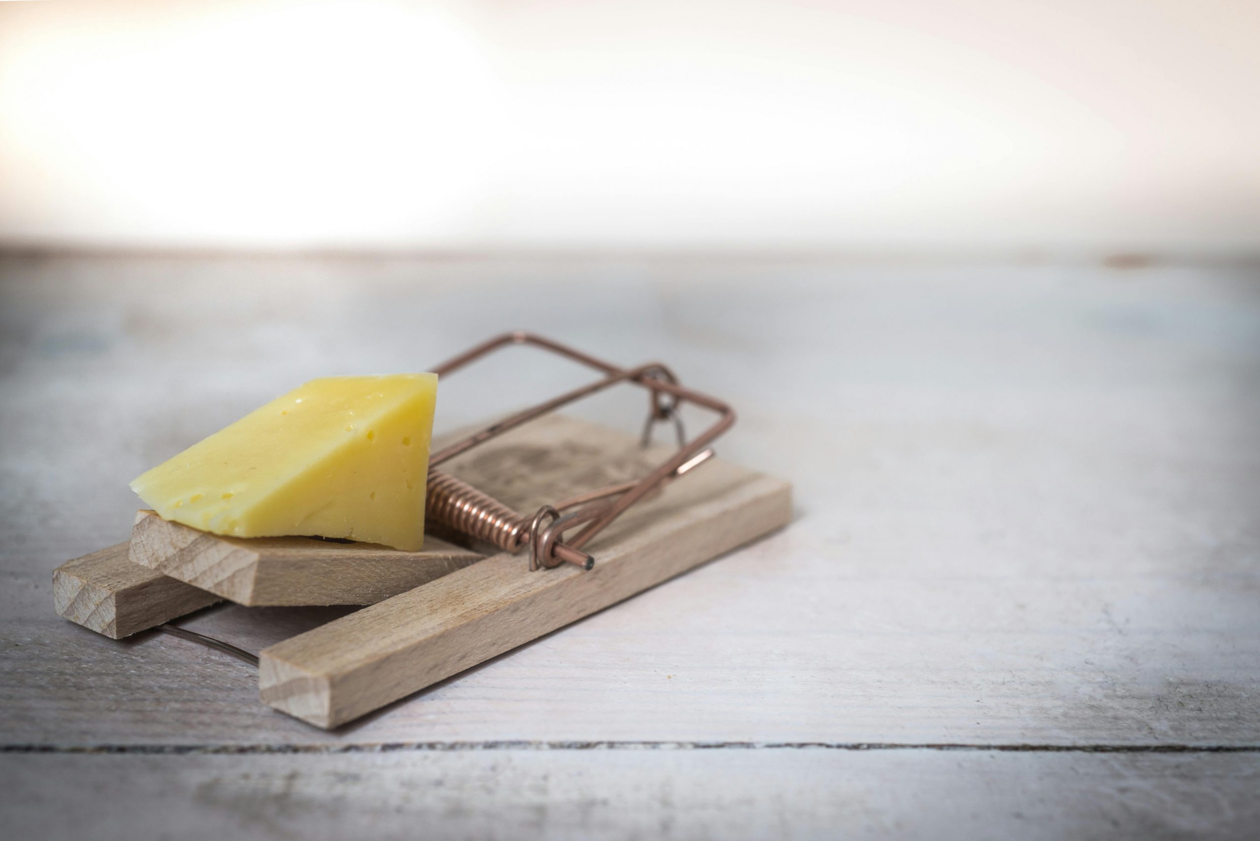 cheese placed on a snap trap