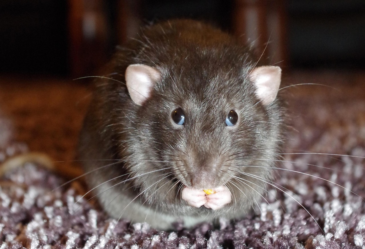 rat looking up while nibbling food