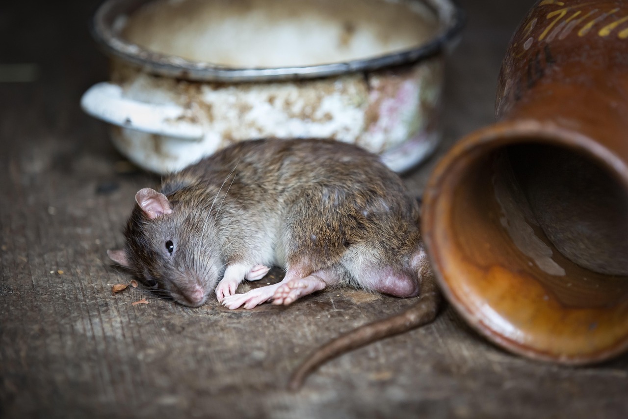 rat between pots