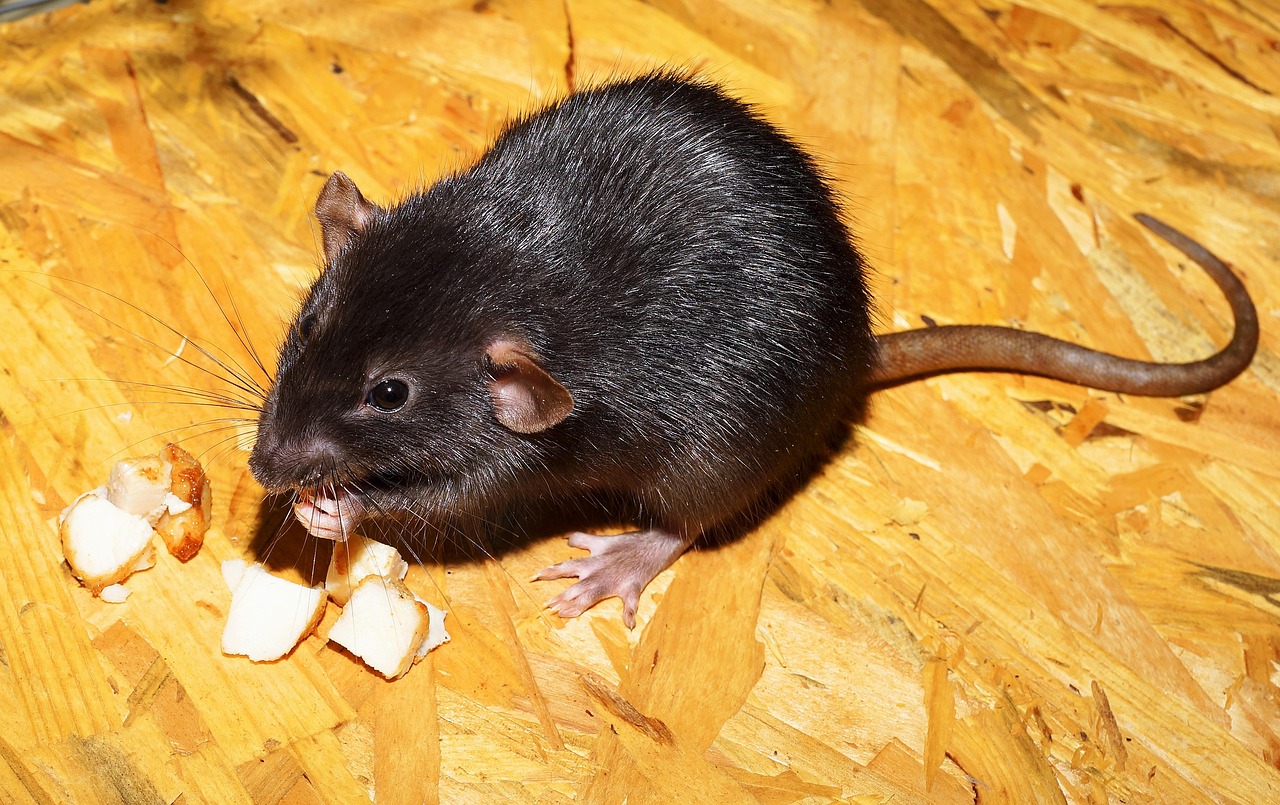 black rat nibbling food scraps