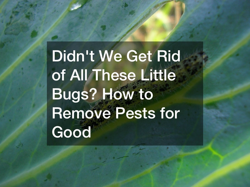 Didnt We Get Rid of All These Little Bugs? How to Remove Pests for Good