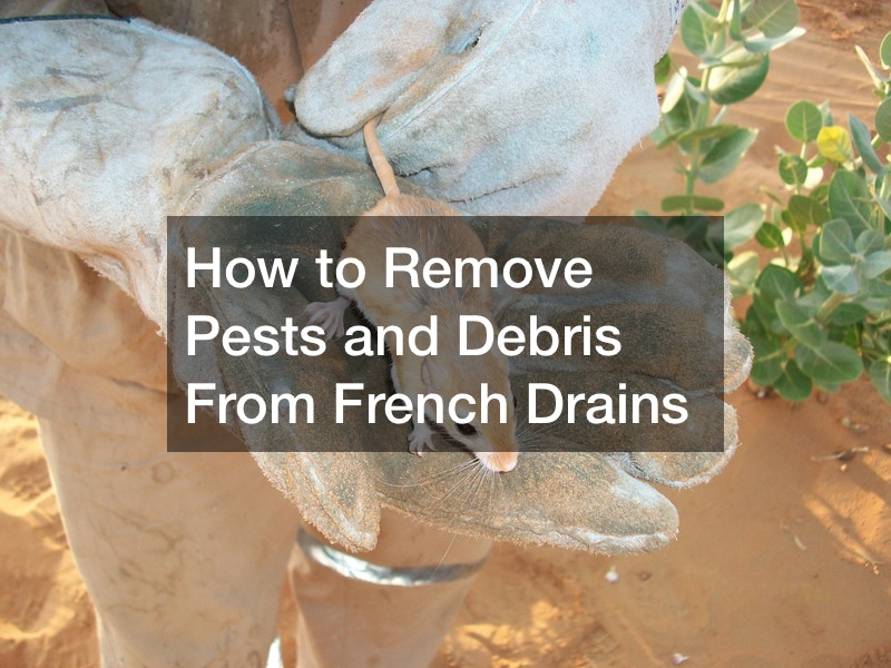 How to Remove Pests and Debris From French Drains