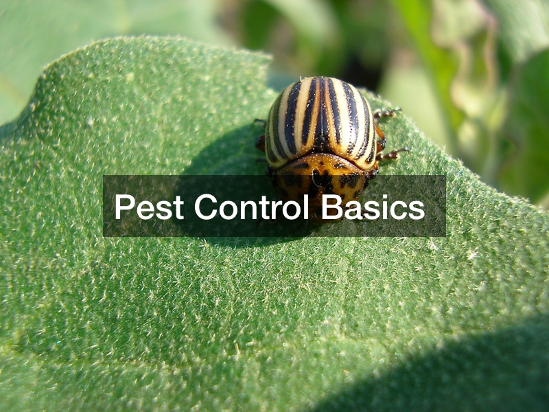 Pest Control Basics