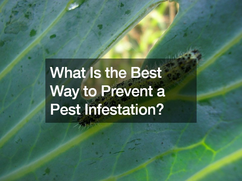 What Is the Best Way to Prevent a Pest Infestation?