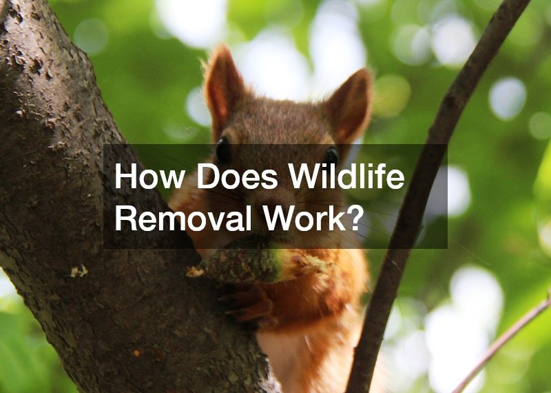 How Does Wildlife Removal Work?