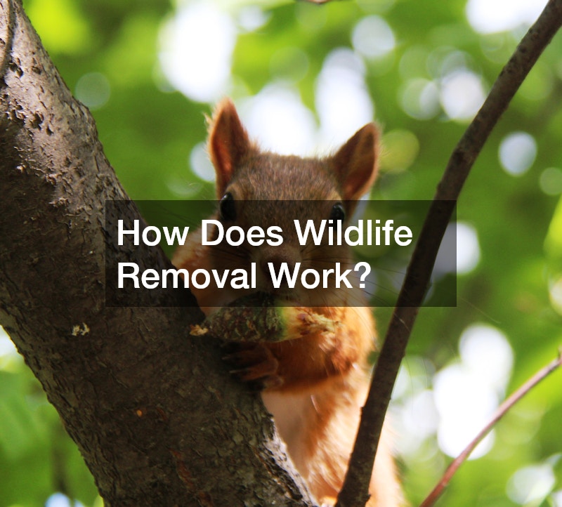 How Does Wildlife Removal Work?