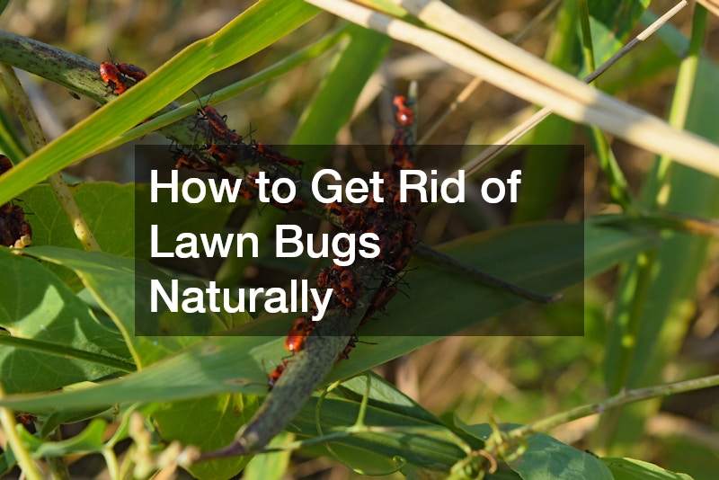 How to Get Rid of Lawn Bugs Naturally