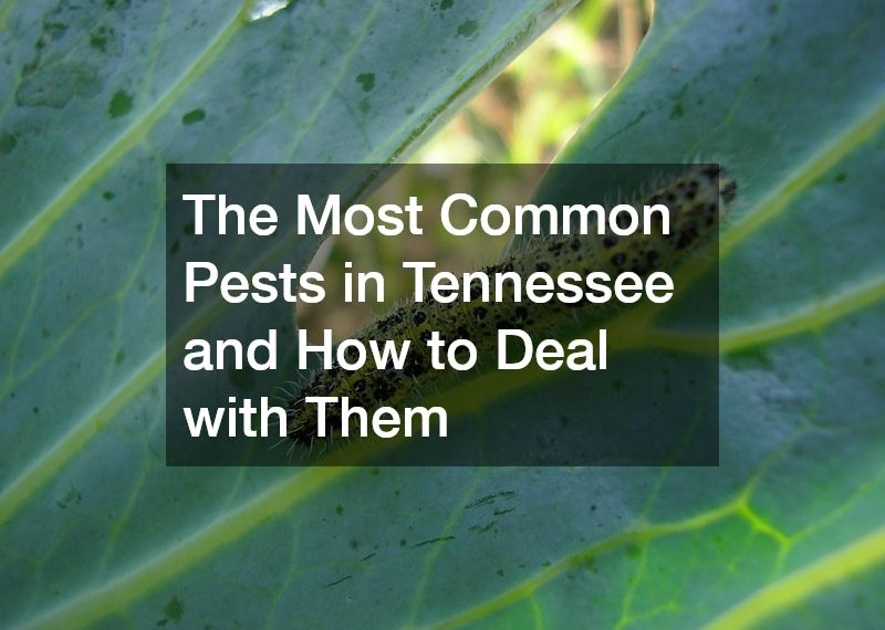 The Most Common Pests in Tennessee and How to Deal with Them