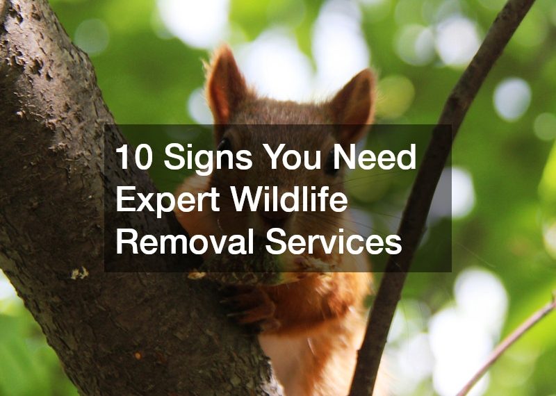 10 Signs You Need Expert Wildlife Removal Services