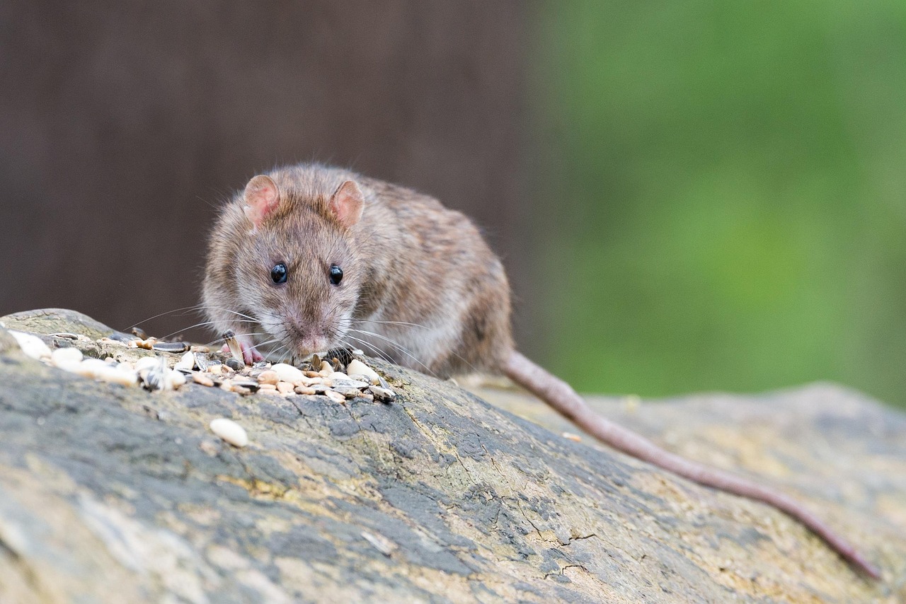 rat nibbling on food scraps