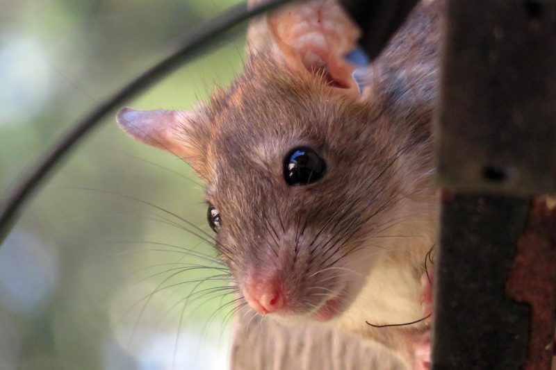 How to Get Rid of Roof Rats the Right Way: Traps, Baits, and Beyond