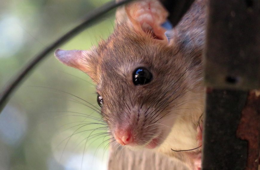 rat peeking