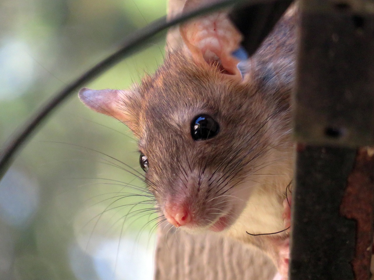 rat peeking