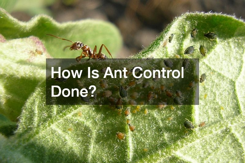 How Is Ant Control Done?