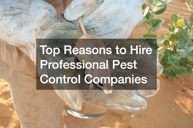 Top Reasons to Hire Professional Pest Control Companies